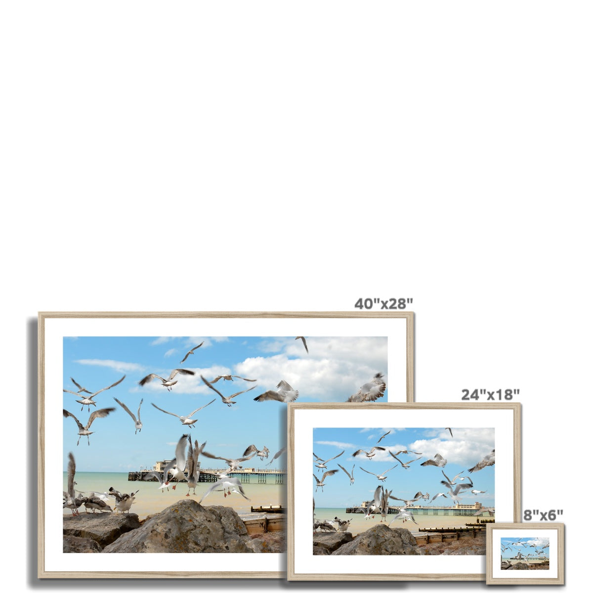 Seagulls At Feeding Time By David Sawyer Framed & Mounted Print