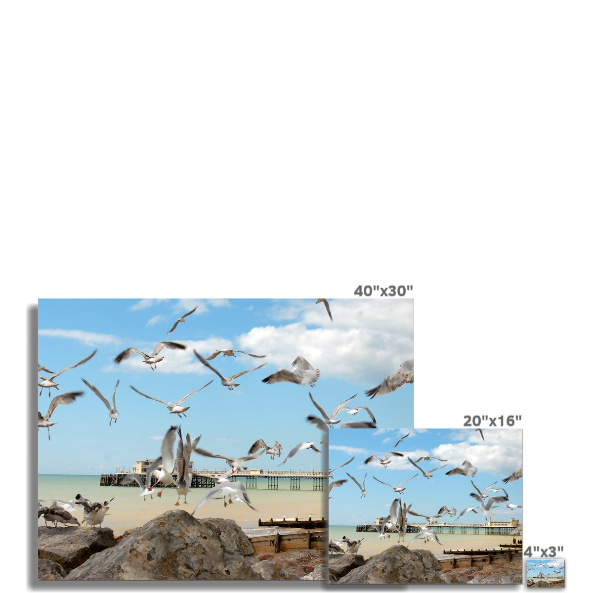 Seagulls At Feeding Time By David Sawyer C-Type Print