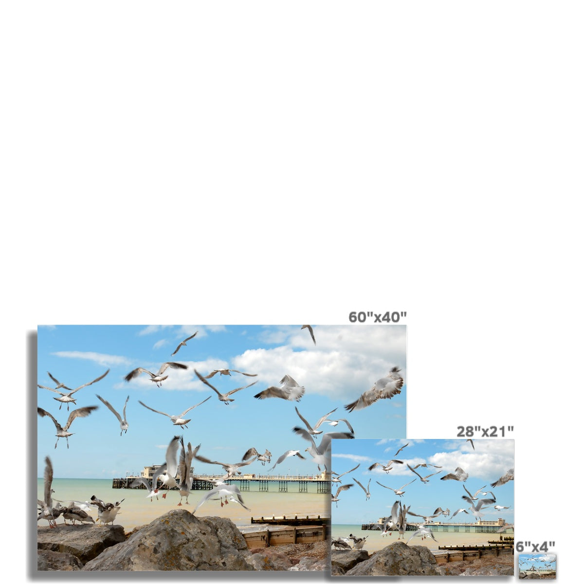 Seagulls At Feeding Time By David Sawyer Wall Art Poster