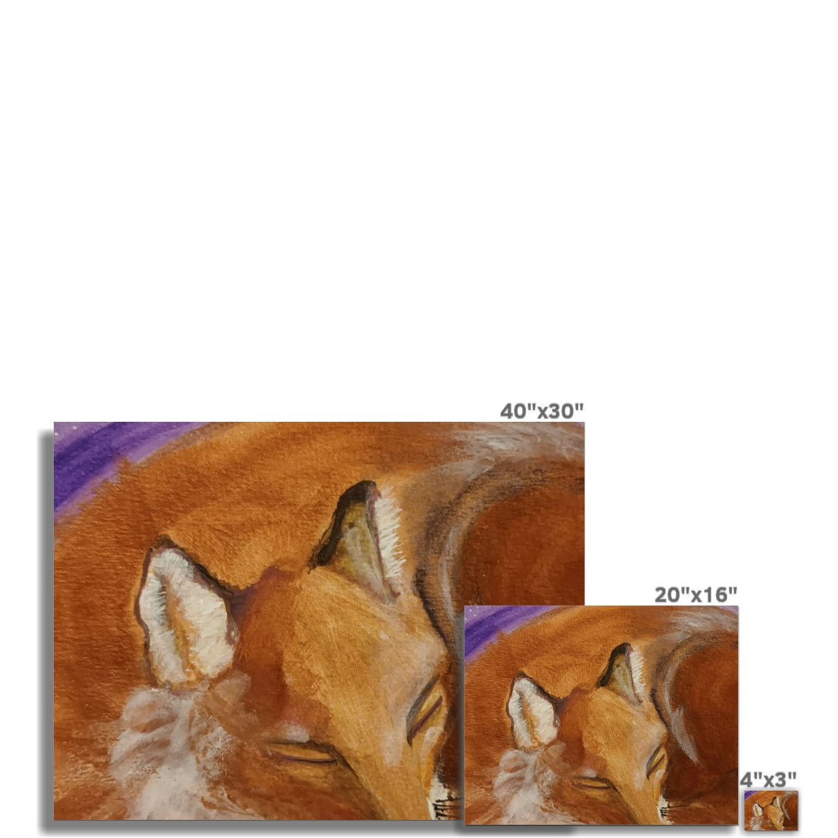Sleepy Fox C-Type Print