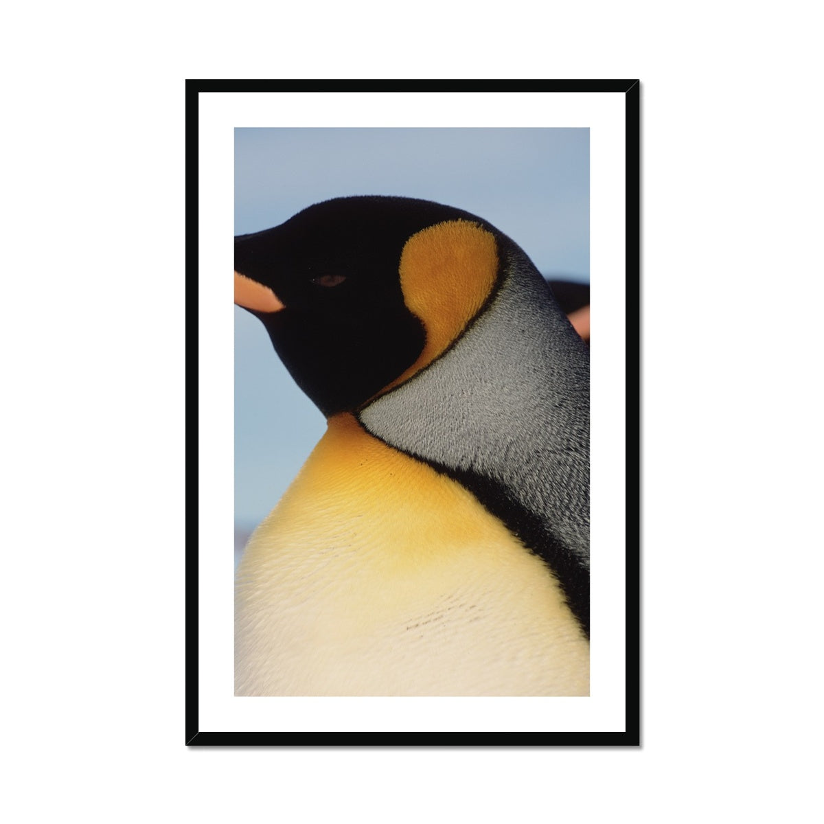 King Penguin - Martin Hartley