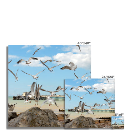 Seagulls At Feeding Time By David Sawyer Photo Art Print