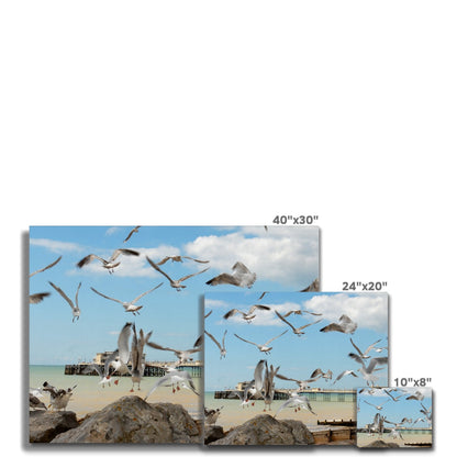 Seagulls At Feeding Time By David Sawyer Canvas