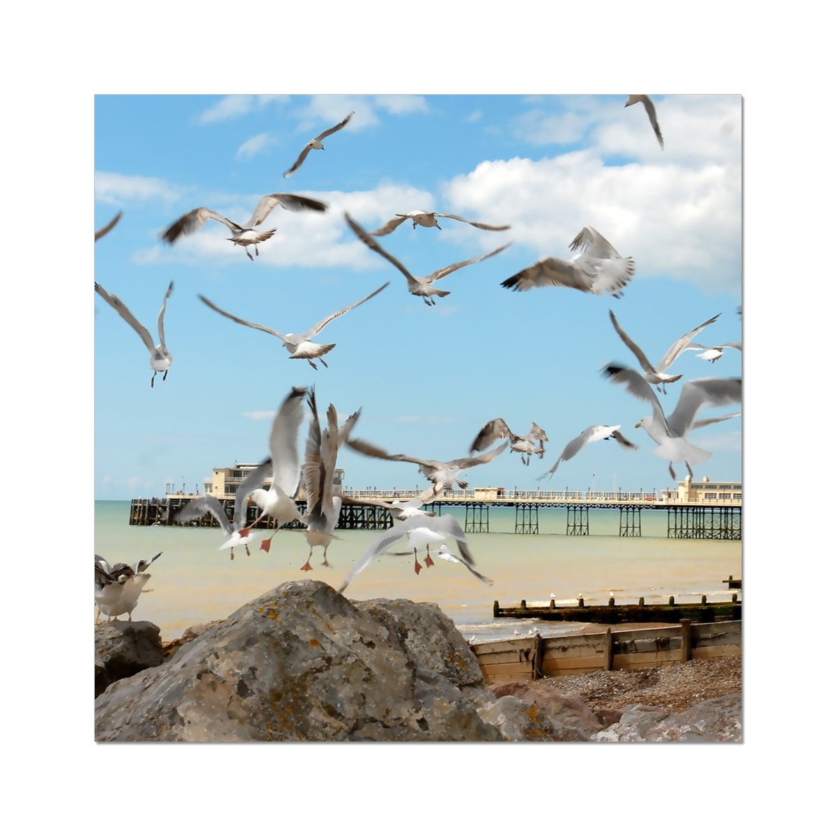 Seagulls At Feeding Time By David Sawyer Fine Art Print