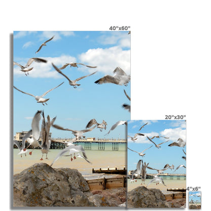 Seagulls At Feeding Time By David Sawyer Photo Art Print