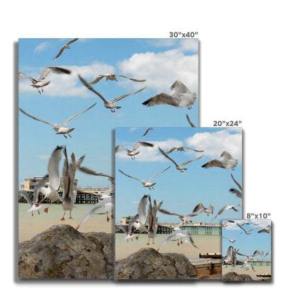 Seagulls At Feeding Time By David Sawyer Canvas