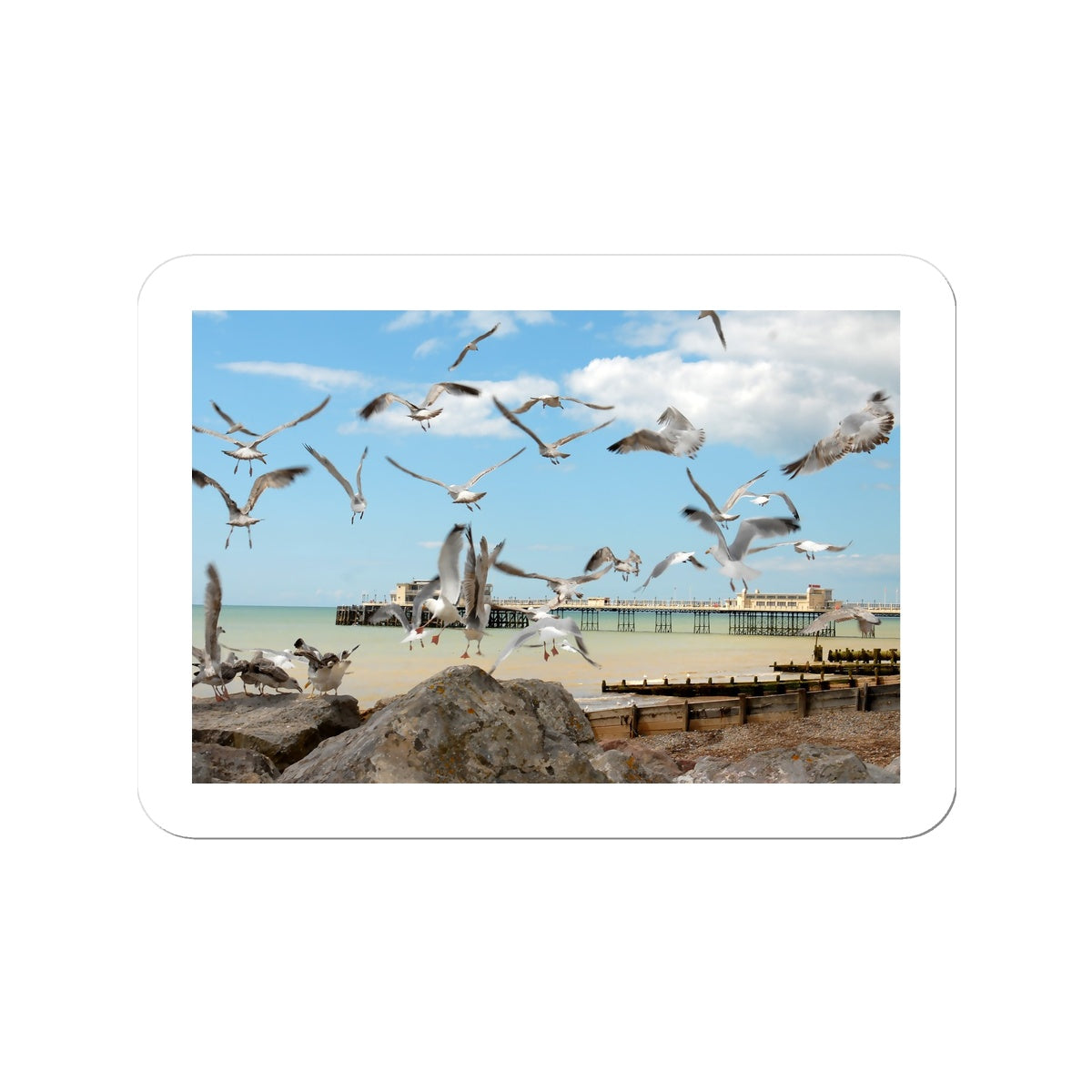 Seagulls At Feeding Time By David Sawyer Sticker