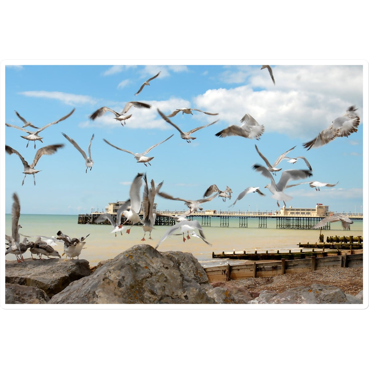 Seagulls At Feeding Time By David Sawyer Sticker