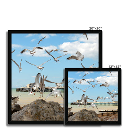 Seagulls At Feeding Time By David Sawyer Budget Framed Poster