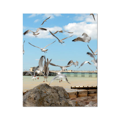 Seagulls At Feeding Time By David Sawyer C-Type Print