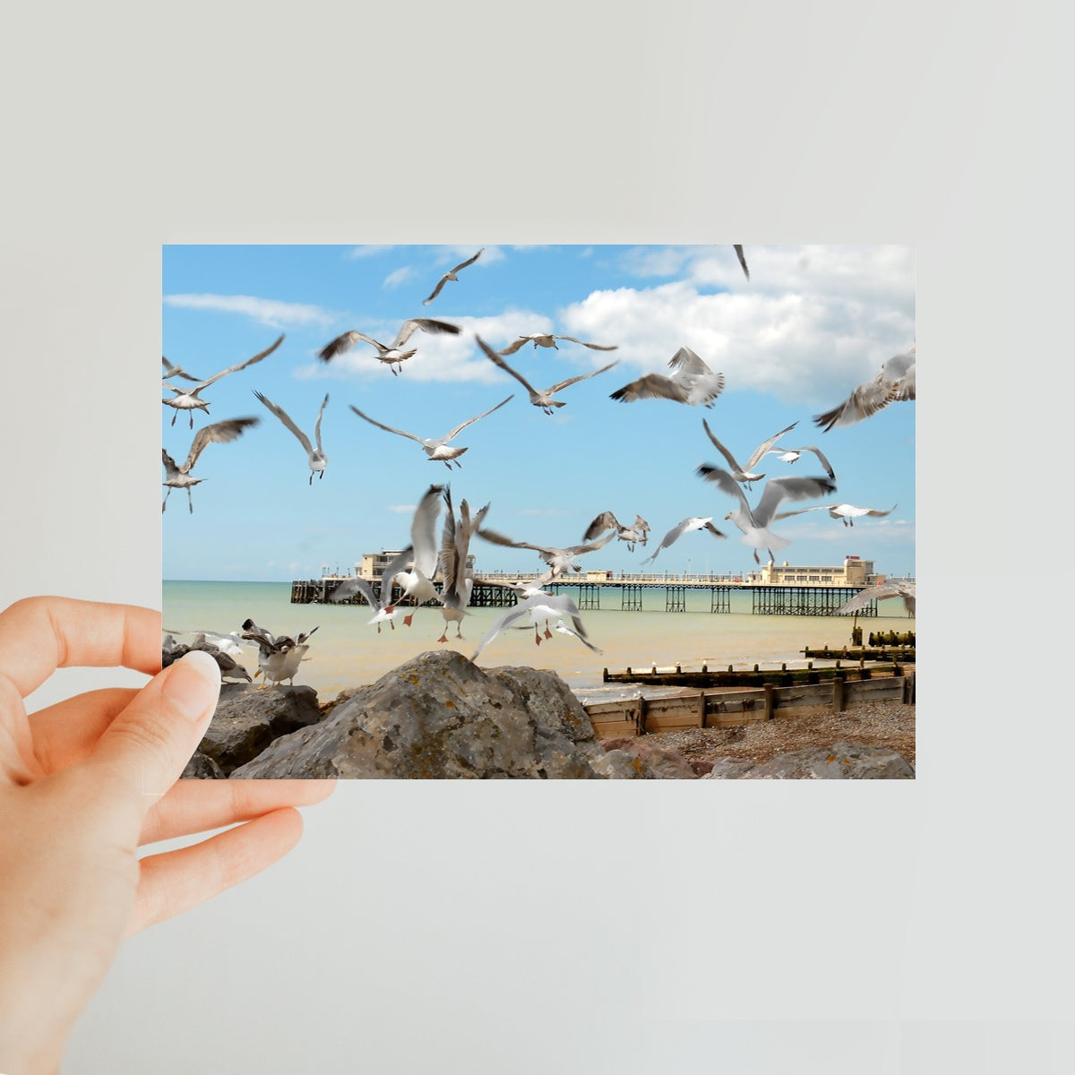 Seagulls At Feeding Time By David Sawyer Classic Postcard