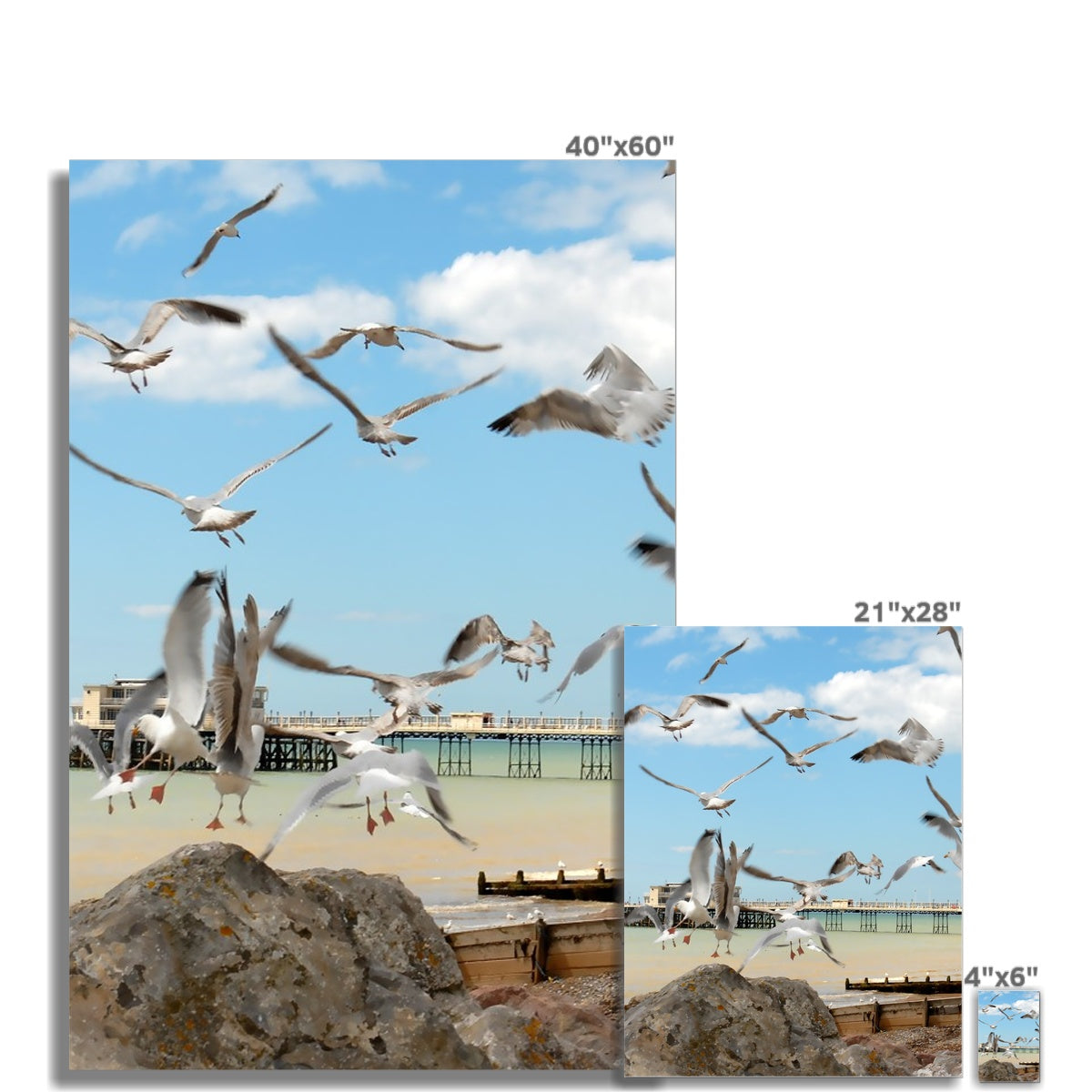 Seagulls At Feeding Time By David Sawyer Wall Art Poster