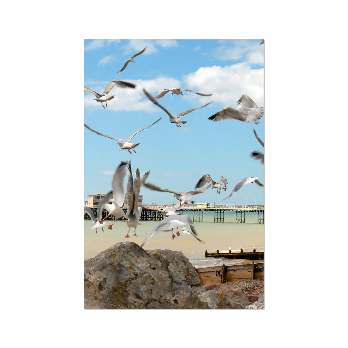 Seagulls At Feeding Time By David Sawyer Photo Art Print