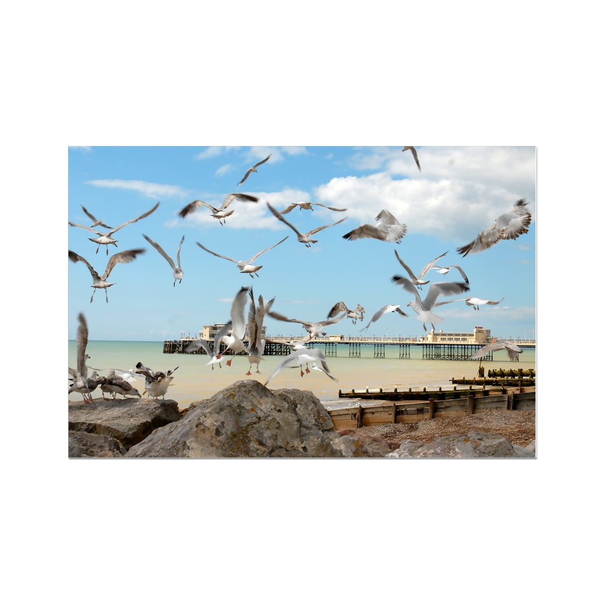 Seagulls At Feeding Time By David Sawyer Photo Art Print