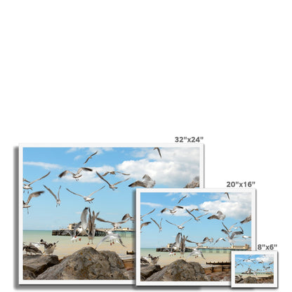 Seagulls At Feeding Time By David Sawyer Budget Framed Poster