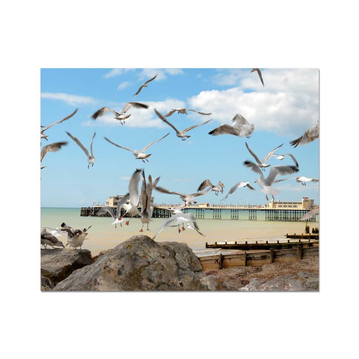 Seagulls At Feeding Time By David Sawyer C-Type Print