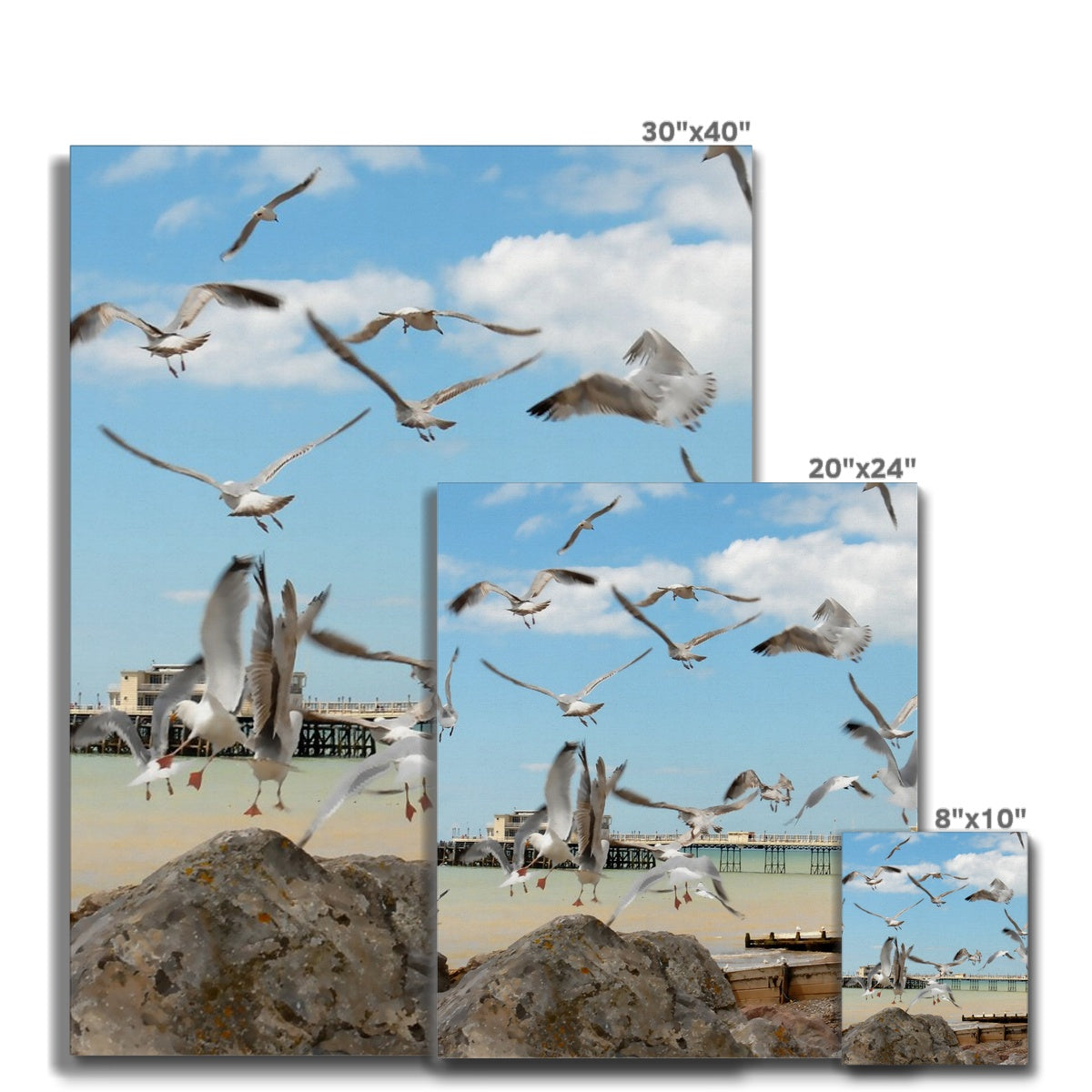 Seagulls At Feeding Time By David Sawyer Canvas