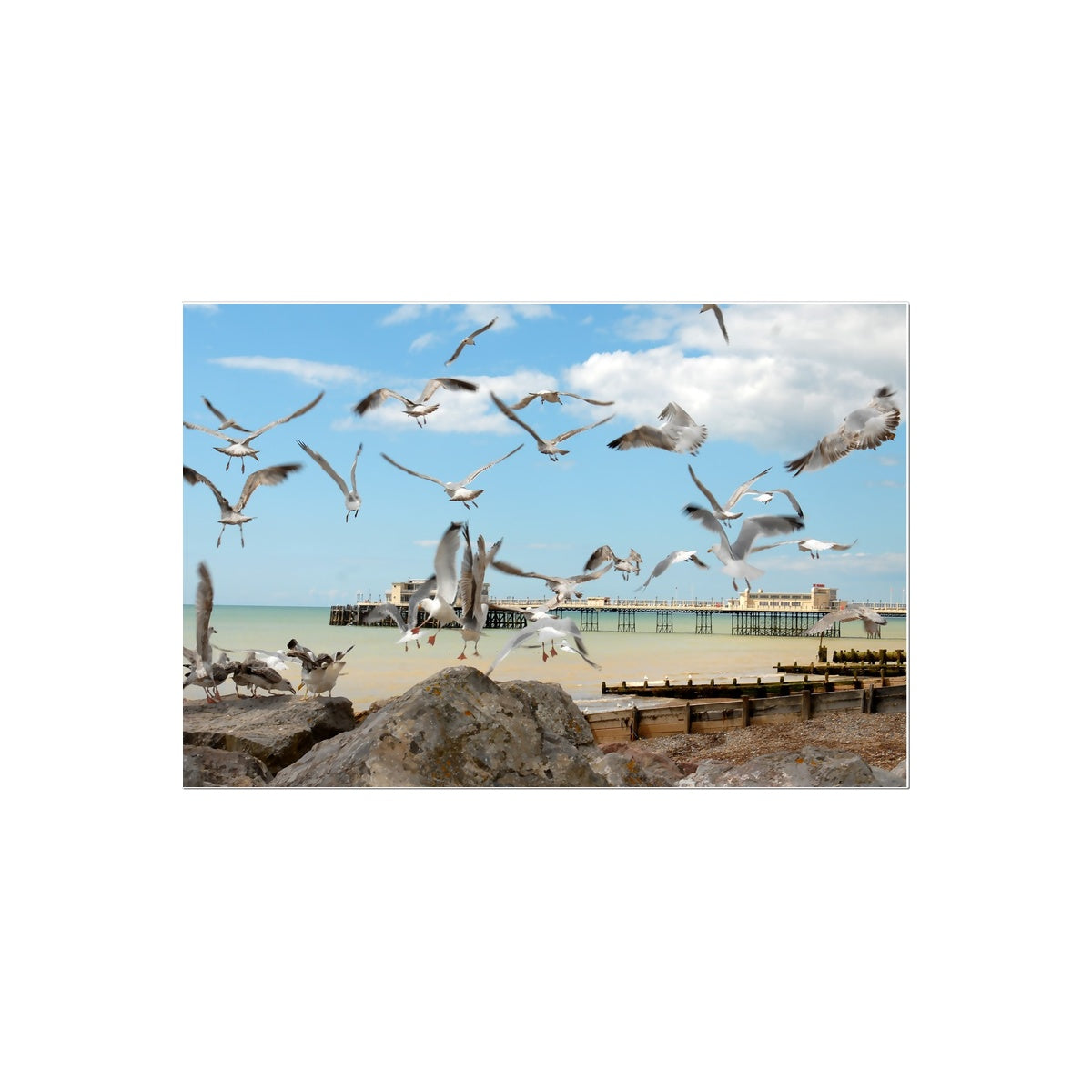 Seagulls At Feeding Time By David Sawyer Temporary Tattoo