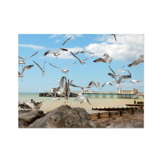 Seagulls At Feeding Time By David Sawyer Wall Art Poster