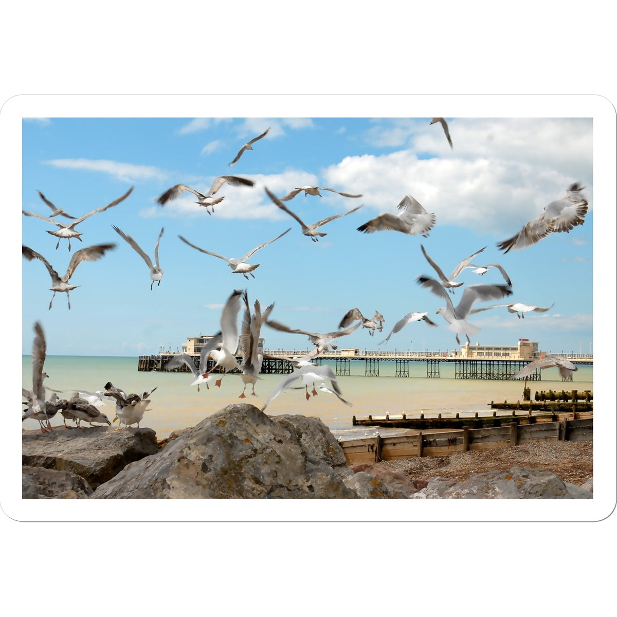 Seagulls At Feeding Time By David Sawyer Sticker