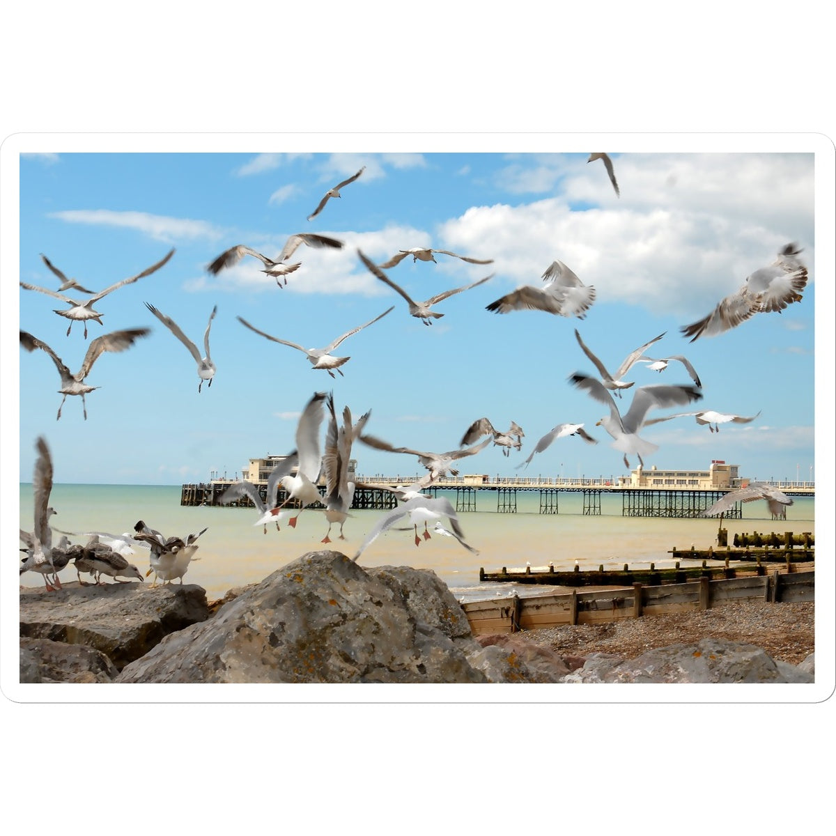 Seagulls At Feeding Time By David Sawyer Sticker